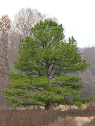 We did not find results for: Loblolly Pine Pinus Taeda
