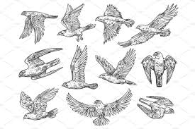 Sketches Of Eagle Falcon And Hawk Eagle Sketch Eagle Drawing Bird Drawings