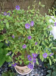 Image result for Lycianthes