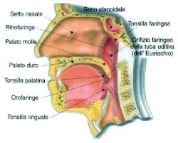 Image result for tonsilla palatina