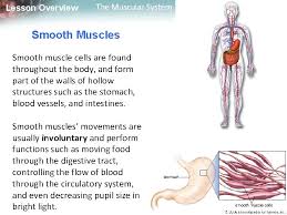 Muscle paintings search result at paintingvalley.com. Smooth Muscle Cells Function And Structure