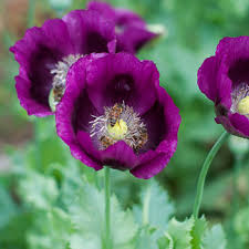 Therefore, the easiest method for how to grow oriental poppies is to sow the seeds directly into the ground. Poppy Lauren S Grape Papaver Somniferum Seeds Select Seeds