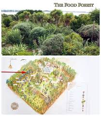 073 Map And Food Forest 650 Jpg 650 748 Food Forest Garden Permaculture Gardening Permaculture