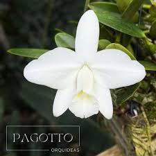 Image result for Psychotria pumila