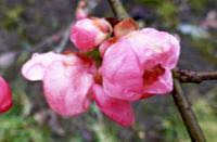 Chaenomeles Superba Pink Lady About Garden Com