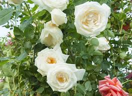 つる ホワイト クリスマス - White Christmas (Cl)