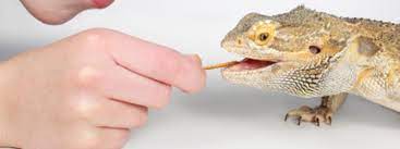 Bearded Dragon Diet The Complete Bearded Dragon Diet Guide 2020
