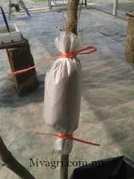 Cara cara tut pokok rambutan. Cara Membuat Cantuman Tut Dan Baji Myagri Com Mymyagri Com My