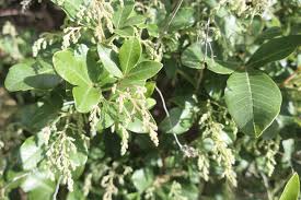 Image result for Searsia acuminatissima