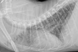In a function, we can place a return statement to return a value. Peritonite Infectieuse Feline Centre Hospitalier Veterinaire Fregis