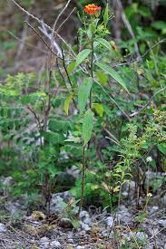 Image result for Asclepias adscendens