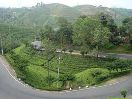 Sinensis, with the assamica varietal holding the majority of production. File Tea Plantation In Sri Lanka2 Jpg Wikipedia