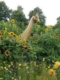 Girafe Perdue Dans Les Tournesols Girafes Zoo De Vincennes Tournesols