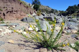 Image result for Heimia salicifolia