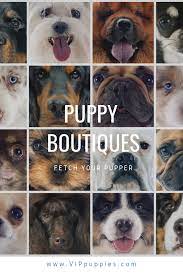 Puppy Stores Puppy Store Puppies Dog Breeder
