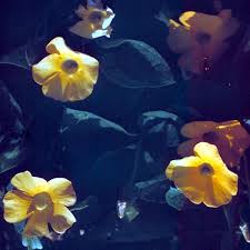 Image result for Thunbergia annua