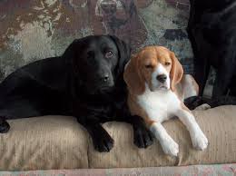 Weskeag Kennels Akc Labrador Retrievers And Beagles