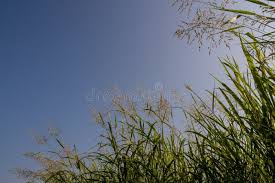 Image result for Phragmites karka