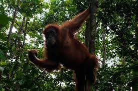 Even the visitors are going to find many photogenic scenes when they will visit the upstairs of the building. Bukit Lawang Die Reise Zu Den Orang Utans Auf Sumatra