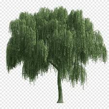 They grow to be three to six inches the tree blooms in late winter or spring and flowers known as catkins appear. Green Tree Tree Weeping Willow Sprite Isometric Graphics In Video Games And Pixel Art Swamp Game Branch Png Pngegg