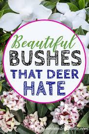 Check spelling or type a new query. Deer Resistant Shade Plants 15 Beautiful Perennials And Shrubs That Deer Hate Gardening From House To Home