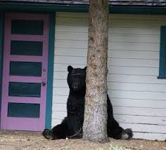 Black Bears Are Still Moseying Through Aspen This One Was Taking Rest Just Off Main Street Colorado Travel Explore Colorado Colorado Girl
