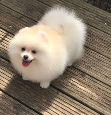 They thrive on challenges and do well in many dog sports. Teacup Pomeranian White Puppy Price In India Novocom Top
