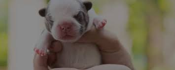 Hours may change under current circumstances Looking For French Bulldog Breeders Check This List Out Just Healthier Frenchies