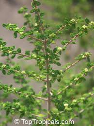 Image result for Tinospora mossambicensis