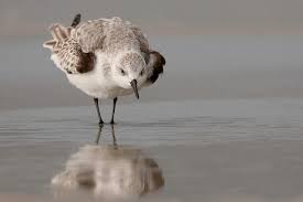 Shore Birds Of Cape Cod Sanderling Reflection Birds Shorebirds Reflection