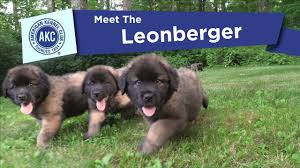 Check spelling or type a new query. Akc S Meet The Leonberger Youtube