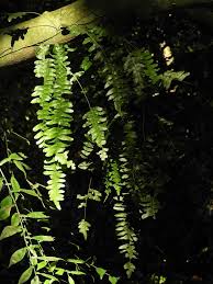 Image result for Arthropteris antun-gupffertiae