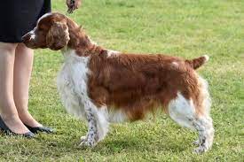 This athletic dog needs daily exercise and at least weekly. Welsh Springer Spaniel Puppies Mn