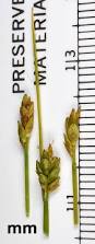 Image result for Carex leptosaccus