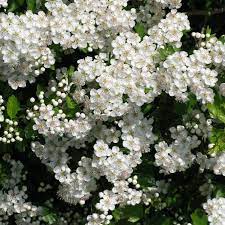 Flowering hedge plants will add colour and fragrance to your garden. Crataegus Monogyna Hawthorn Bare Root For Sale
