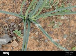 Image result for Dipcadi viride