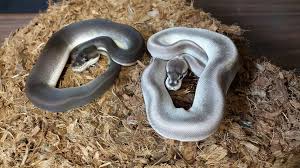 Album devil may cry 5 original soundtrack. Ball Python Sisters Super Cinnamon Silver Bullet Snake Reptile Ballpython Ball Python Beautiful Snakes Ball Python Morphs