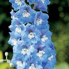 Blue Delphinium Million Dollar Sky Delphinium Blue Delphinium Light Blue Flowers