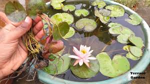 We did not find results for: How To Grow Water Lily At Home à¤˜à¤° à¤ªà¤° à¤‰à¤— à¤¯ Water Lily à¤• à¤ª à¤§ Fast N Easy Method Youtube
