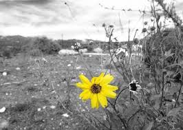 Black And White With Pop Of Color Wall Art I Can Make My Own Grey And Yellow Art Just Take My Own Picture Yellow Flower Art Yellow Decor Nature Photography