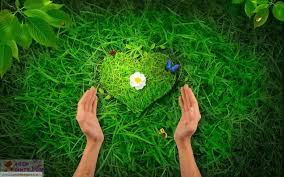 Gambar Wallpaper Cinta Berbunga Dari Rumput Hijau Yang Indah Rumput Bunga Gambar
