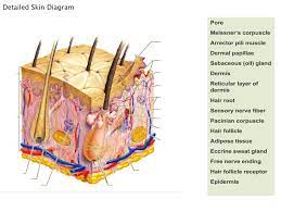 Bio201 skin skin model anatomy models labeled human anatomy and physiology the. Labelled Pictures Of Human Skin The Diagram Of The Skin Of An Animal Labelled Diagram Of A Mammalian Skin Animal Cell Biology Respiratory System Anatomy Sensory Nerves Sweat Gland Literally