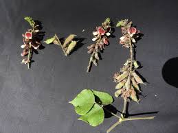 Image result for Rhynchosia viscosa