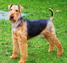 Rock Ranch Family Airedales Rock Ranch Airedale Terrier Terrier
