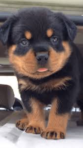 Rottweiler puppies ready for adoption. Rottweiler Puppies For Sale In Florida Orlando
