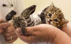 So Cute Born From A Frozen Embryo Courtesy Http Www Facebook Com Endangeredanimals Cats And Kittens Kittens Newborn Kittens