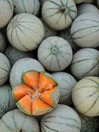 Once the cantaloupe changes to a tan or yellow color, though, it is probably ripe. Muskmelon Grow Guide