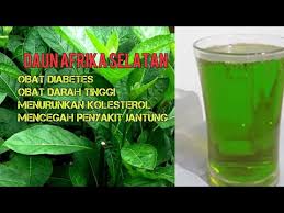 Check spelling or type a new query. Ampuh Inilah 6 Manfaat Daun Afrika Selatan Youtube
