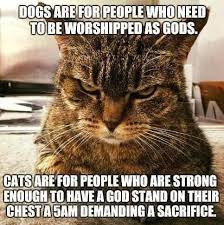 Pin By Steve King On Cats Funny Animal Pictures Cats Funny Cat Pictures