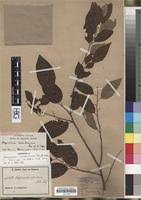 Image result for Maprounea